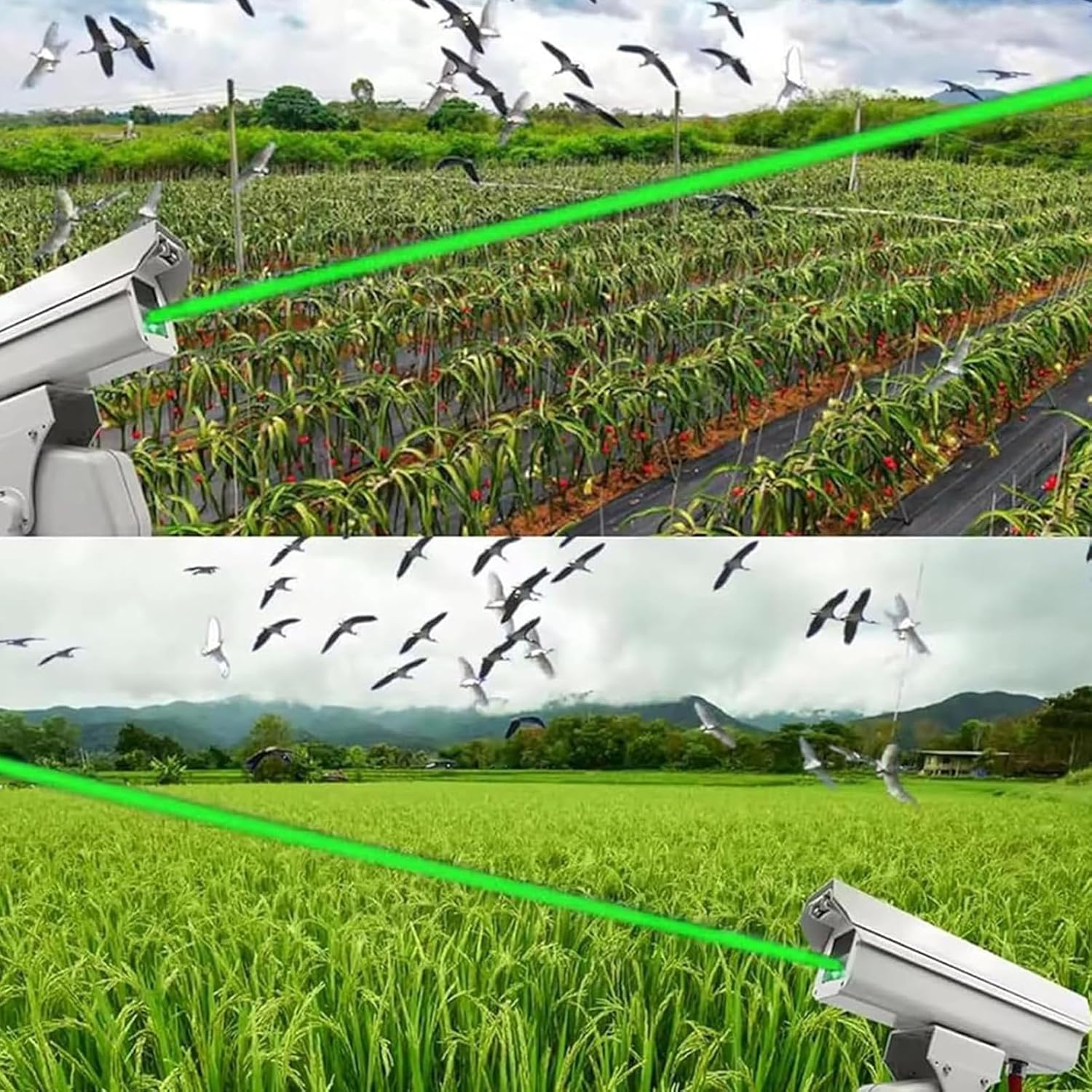 Dual-head programmable professional outdoor bird and animal deterrent laser lights - B29